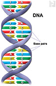 DNA