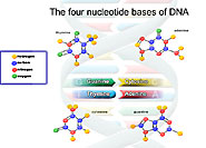 nucleotides